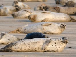 Zeehondencentrum roept strandgangers op om zeehonden met rust te laten