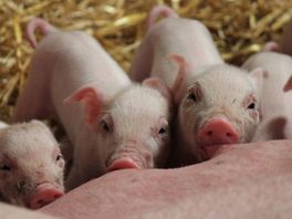 Hoe kan een Afrikaans varkensvirus in Europa belanden?