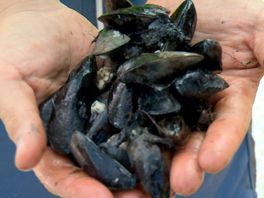 Mosselen en oesters uit Oosterschelde zijn veilig, PFAS-waarden ver onder Europese norm