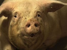 Afrikaanse varkenspest in Duitsland: "Hou alle mogelijke voorzorgsmaatregelen in acht"
