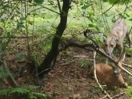 Loslopende hond bijt ree dood in bos, eigenaar op de bon geslingerd