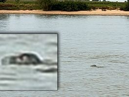 Opnieuw zeehond gespot in de Lek: 'Foto is heel duidelijk, het is er 100 procent één'