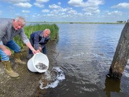 15.000 jonge palingen uitgezet in Kampen en Zwartewaterland