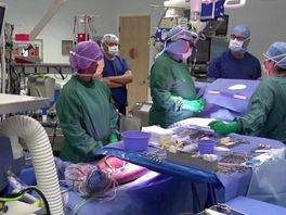 Hartoperatie via de oksel: in het MST werd zo de eerste reparatie van hartklep uitgevoerd