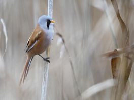Successen bij het Lauwersmeer, maar voor veel vogels ook actie nodig
