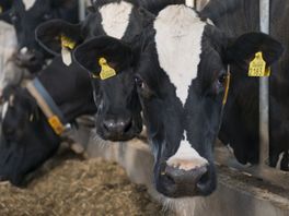 Minder melkveehouders, maar meer megastallen in Fryslân