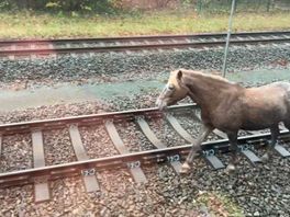 Op hol geslagen paarden hinderden treinverkeer Baarn