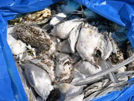 Minister Adema volgt Friese aanpak bij opruimen van slachtoffers vogelgriep