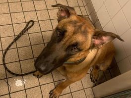 Hond mishandeld in Theresiastraat: politie zoekt getuigen