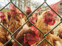 Ophokplicht voor vogelgriep ingetrokken in zuidoost-Fryslân