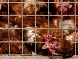 Landelijke ophokplicht van kracht vanwege opleving vogelgriep