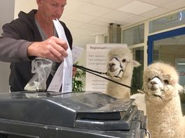 Alpaca's Ohio en Kwint gaan mee stemmen in Hendrik-Ido-Ambacht