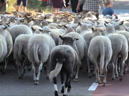 In beeld: schapenmarkt op Helders Fees in Hellendoorn