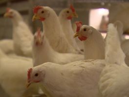 Vogelgriep in Zeeland: kun je nog eieren eten en vier andere vragen over dit virus