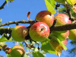 De gemeente deelt appelbomen uit in ruil voor je grofvuil