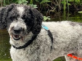 Hond knetterstoned na eten 'junkenpoep' in Clingendael
