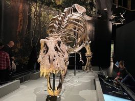 Skelet van T. rex wordt als puzzel in elkaar gezet in Fries Natuurmuseum in Leeuwarden