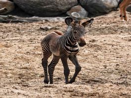 Hoera, het is een meisje: geslacht zebraveulen DierenPark Amersfoort bekend