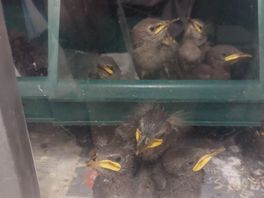 Fûgelhelling bomvol met verbouwingsvogels: “Een probleem dat niet bij ons hoort"