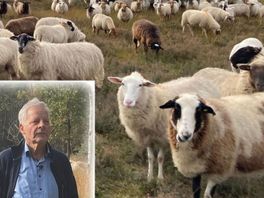 Eindigen schapen van Overijsselse kuddes als shoarma? "We hebben structureel geld nodig"