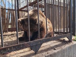 Verwaarloosde Oekraïense beer (24) aangekomen in Rhenens Berenbos