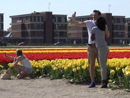 Bollen of bouwen: in Noordwijk komen ze er al 30 jaar niet uit