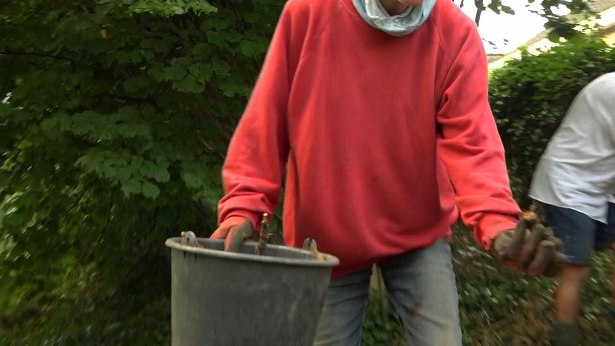 Japanse duizendknoop wordt uitgeroeid in Havelte