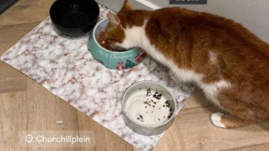 Kat drie dagen alleen thuis, baasje laat voordeur openstaan