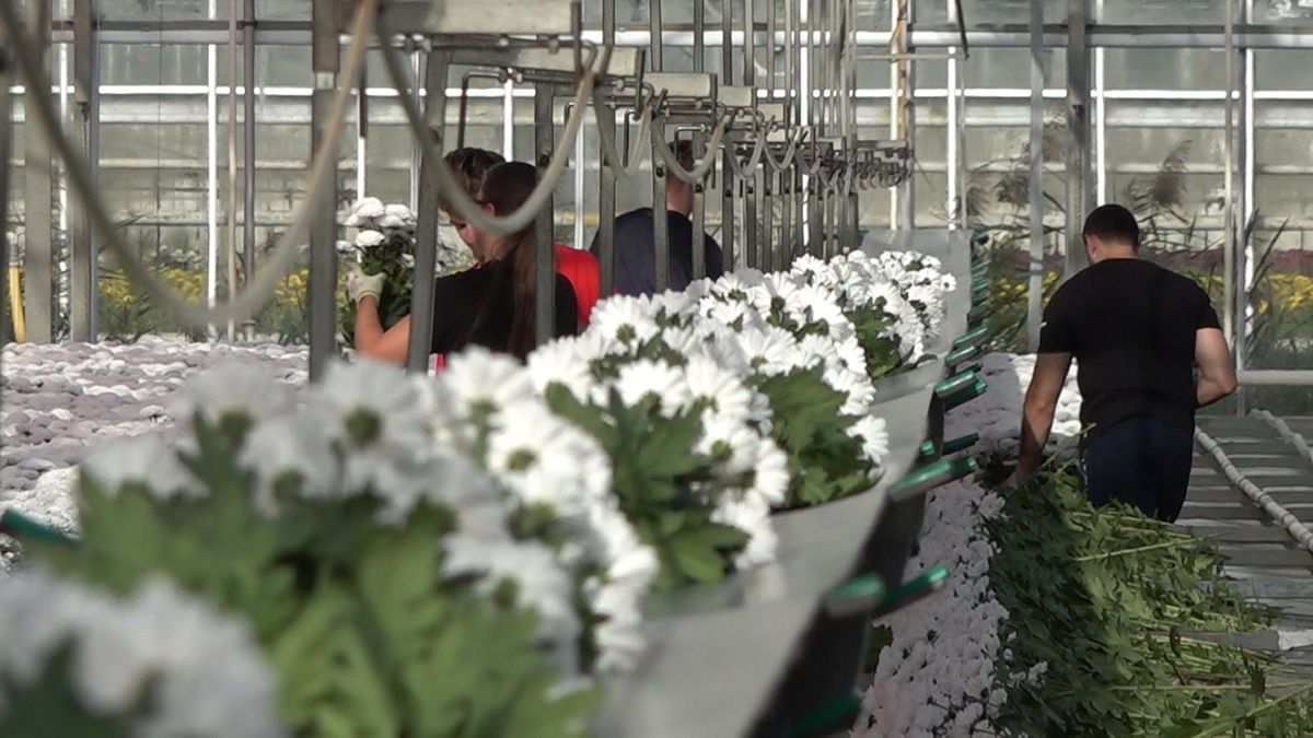 Glastuinbouw Bommelerwaard flink geïntensiveerd en gemoderniseerd