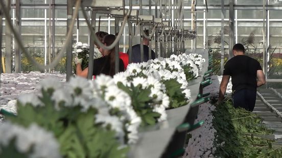 Glastuinbouw Bommelerwaard flink geïntensiveerd en gemoderniseerd