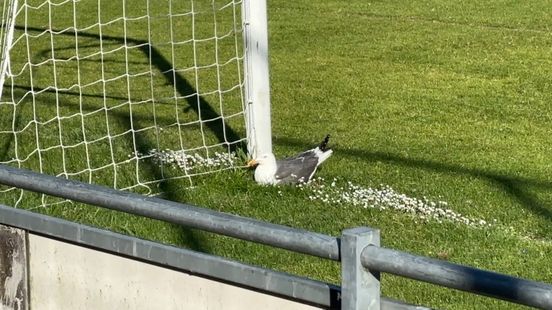 Broedende meeuw op voetbalveld, club moet wedstrijden schrappen Home