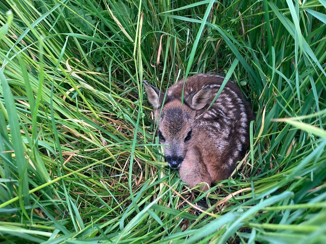 Reekalfje in het hoge gras