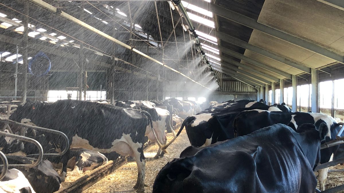 Boer in Siddeburen bouwt professionele koeling tegen oververhitte koeien