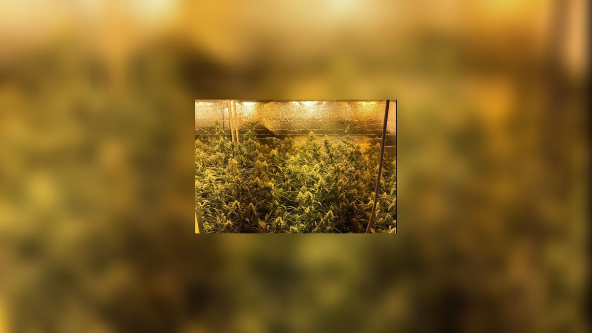 Gevangenisstraf voor man (73) vanwege wietplantage