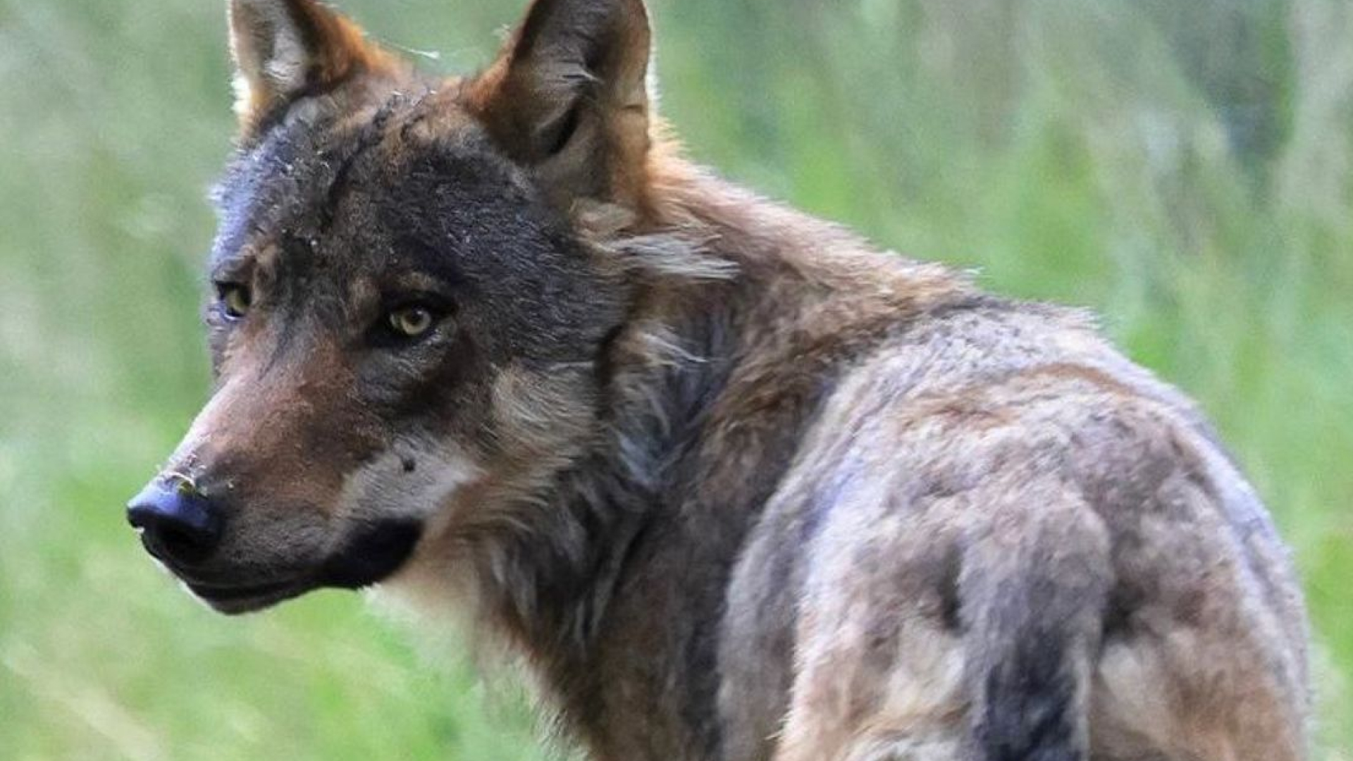 Jagers rukten uit voor probleemwolf, maar zonder succes