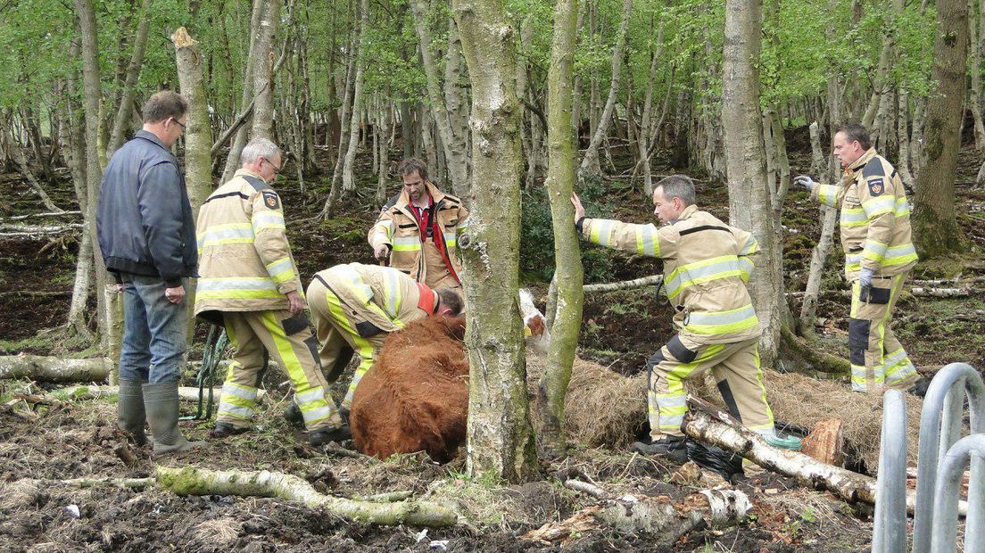 De beknelde koe werd vakkundig door de brandweer gered (Rechten: Van Oost Media)