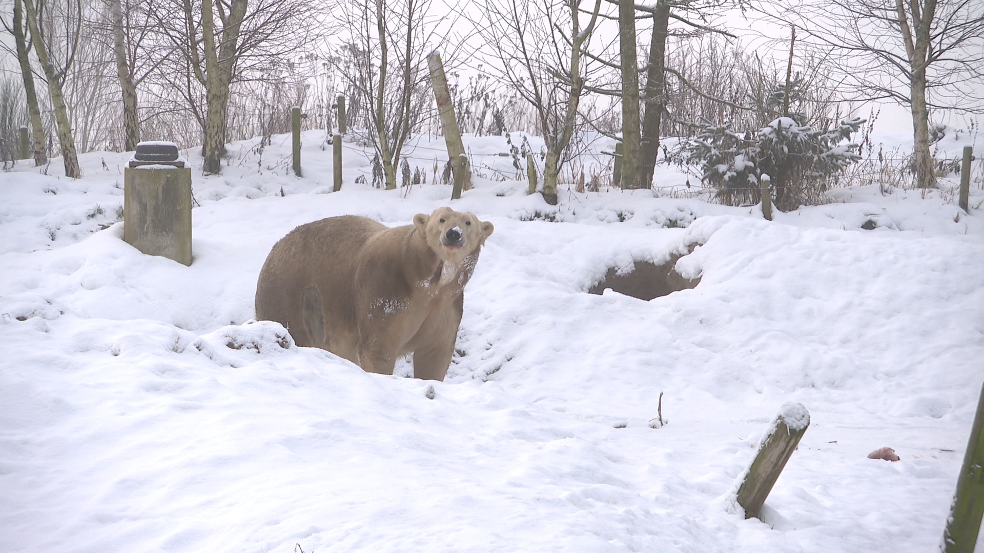 Winterpret in Wildlands: ijsberen in hun element in Drentse sneeuw