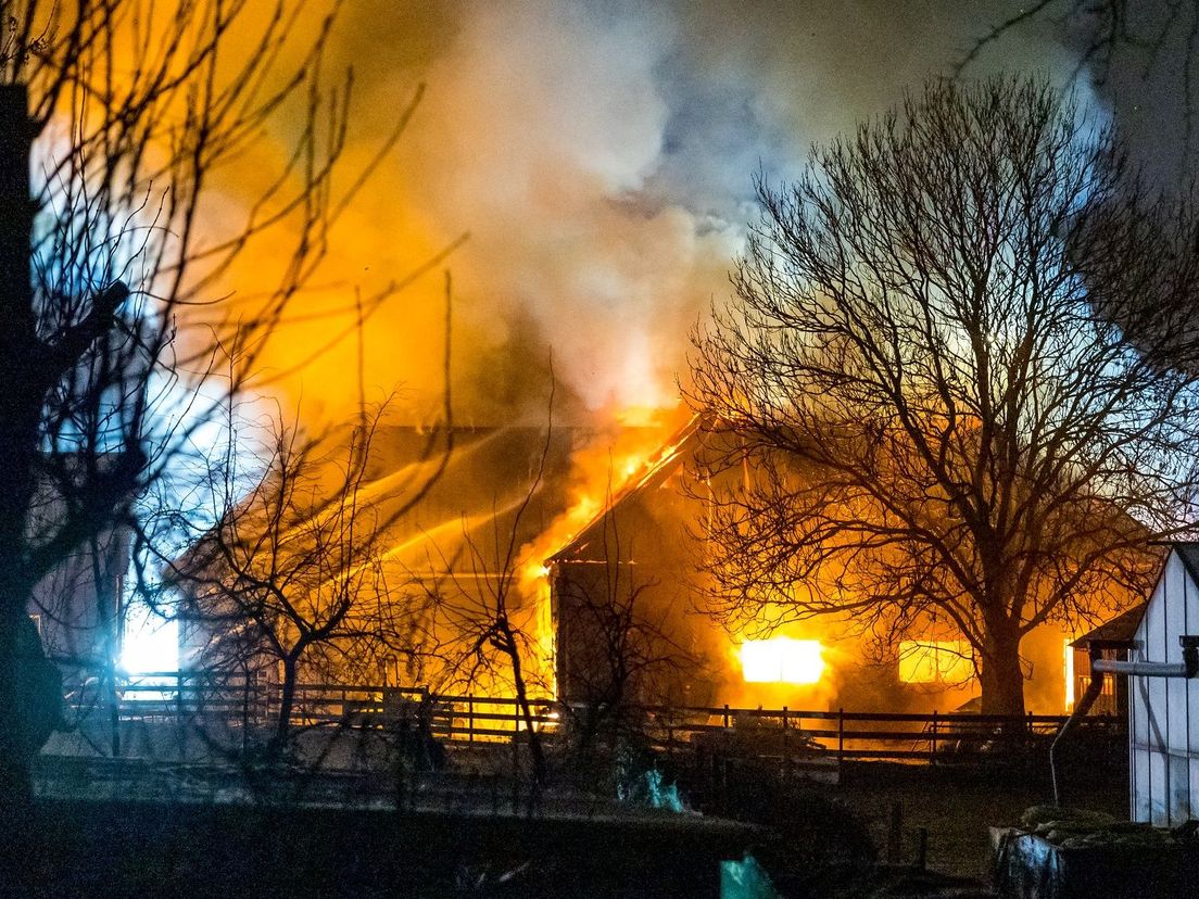 Een stal met schapen, lammetjes en paarden in Maassluis brandde af.