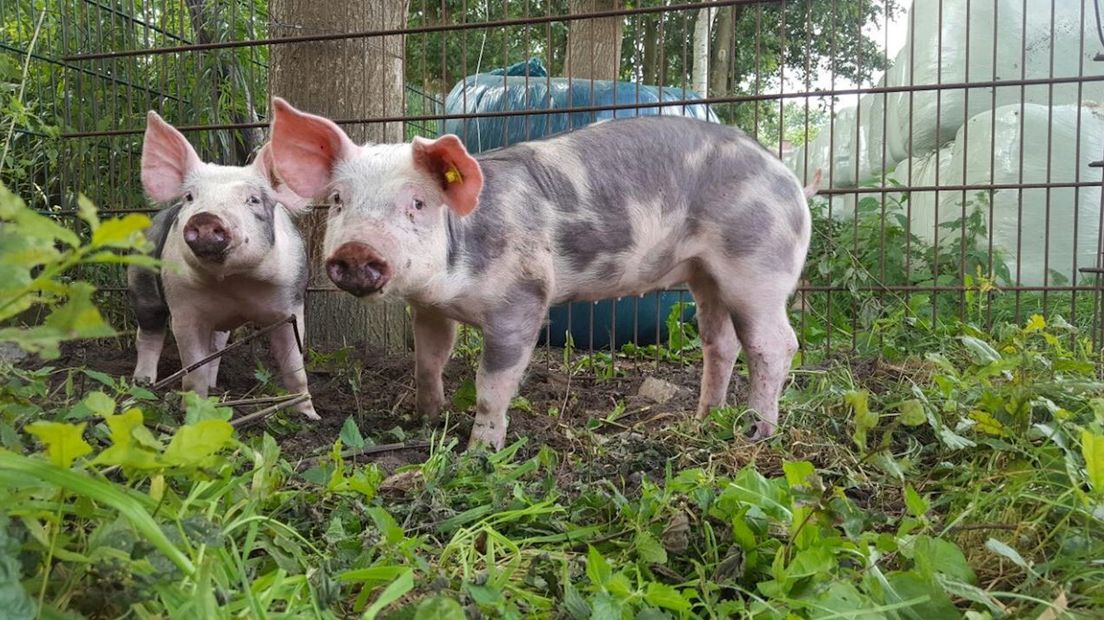 Deze varkens doen zondag mee aan zwientie tikken in Luttenberg