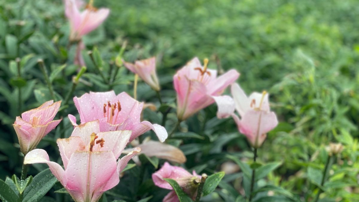 Nieuw onderzoek naar verband pesticiden en Parkinson: 'De wereld wordt namelijk niet pesticidevrij'