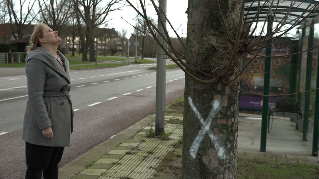 Ruim 60 bomen aan de Harenbergweg in Zutphen worden gekapt.