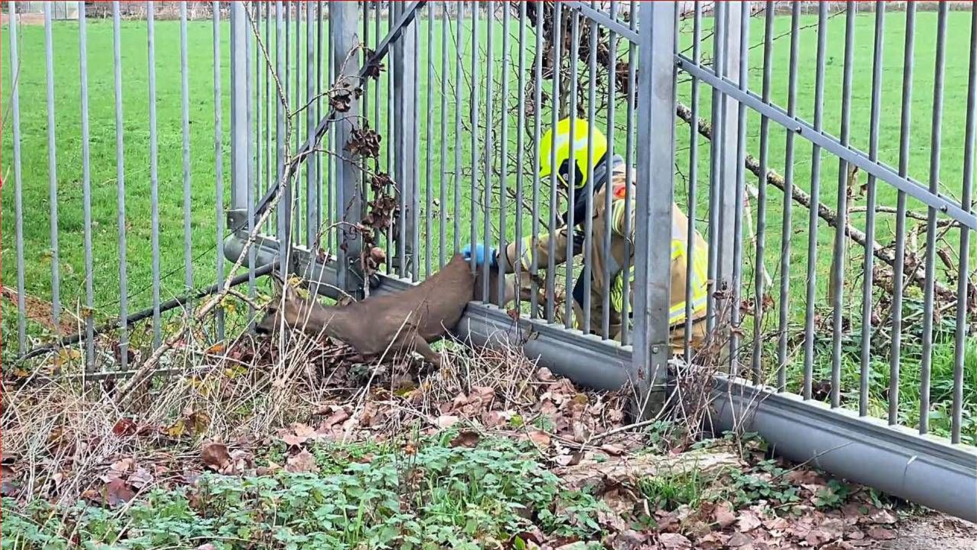 Ree zit vast in hek, brandweer moet het dier bevrijden