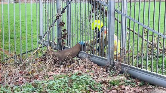 Ree zit vast in hek, brandweer moet het dier bevrijden