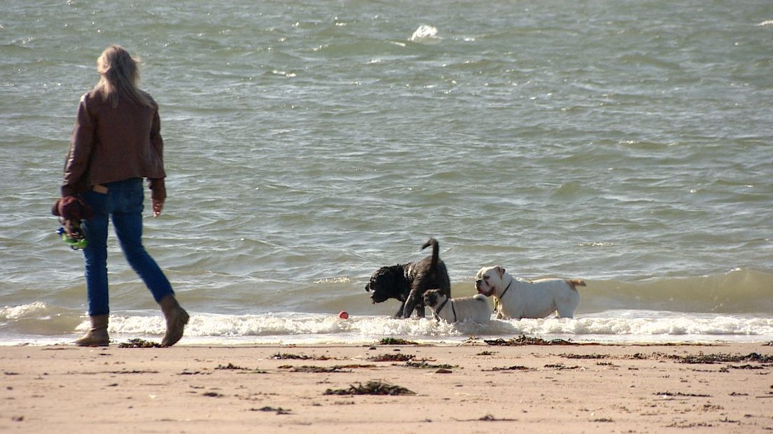 Jolanda wil dat honden los over het strand kunnen lopen en houdt protestwandeling