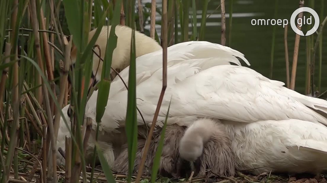 Droevig nieuws uit Wijchen. De moederzwaan is maandagmiddag overleden. Ze had afgelopen weekeinde nog vier jongen gekregen, waarvan er eentje verdronk.