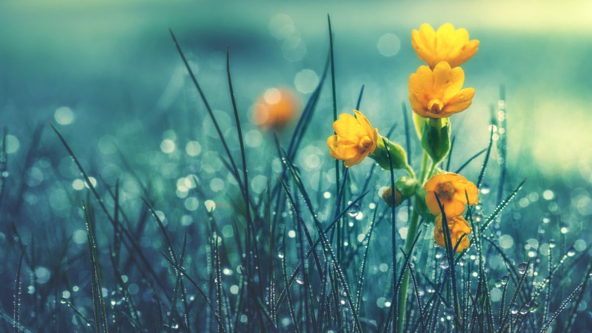 Heerlijke lentedagen, maar maart roert zijn staart: hagel, natte sneeuw en onweer op komst