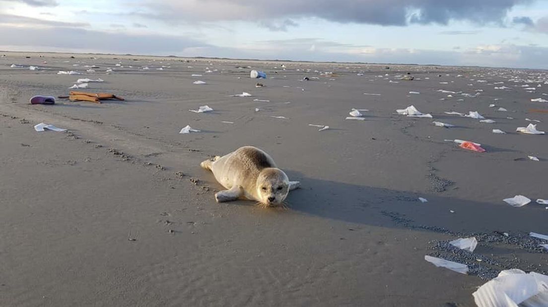 Een zeehond op het strand van Schier.