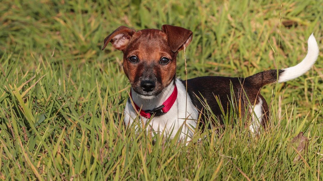 Hondje Nova overleed na een dodelijke beet van een hond met 'dreadlocks'.