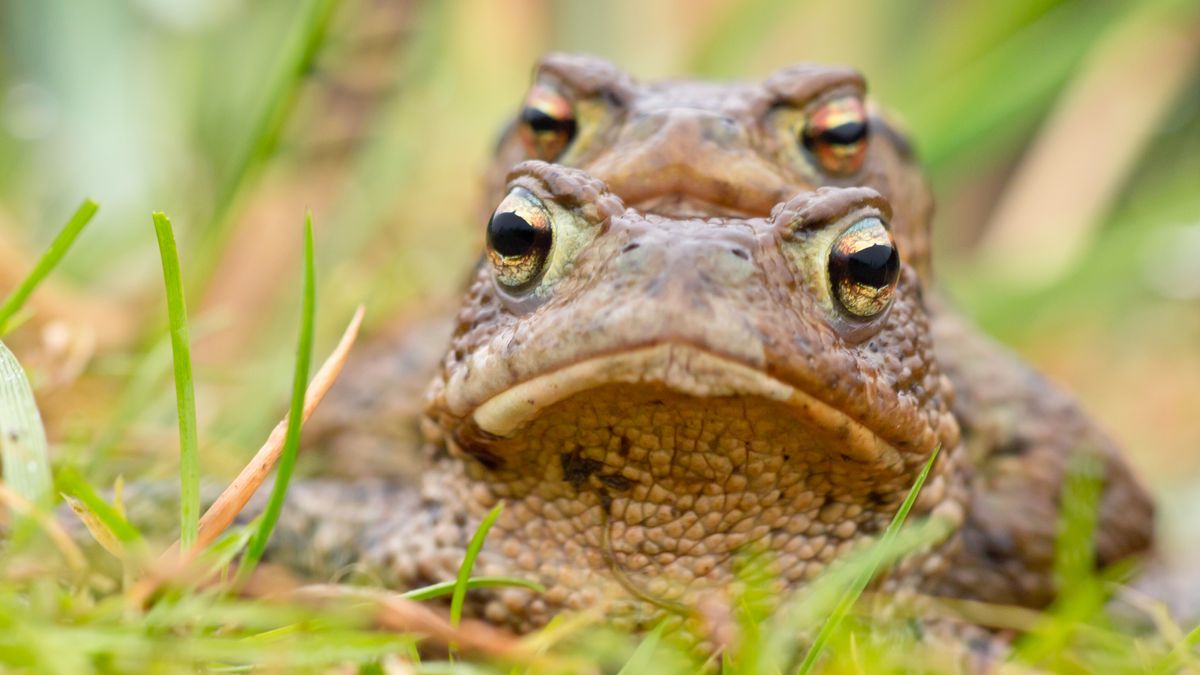 Het is weer tijd voor de paddentrek: vrijwilligers helpen de dieren een handje