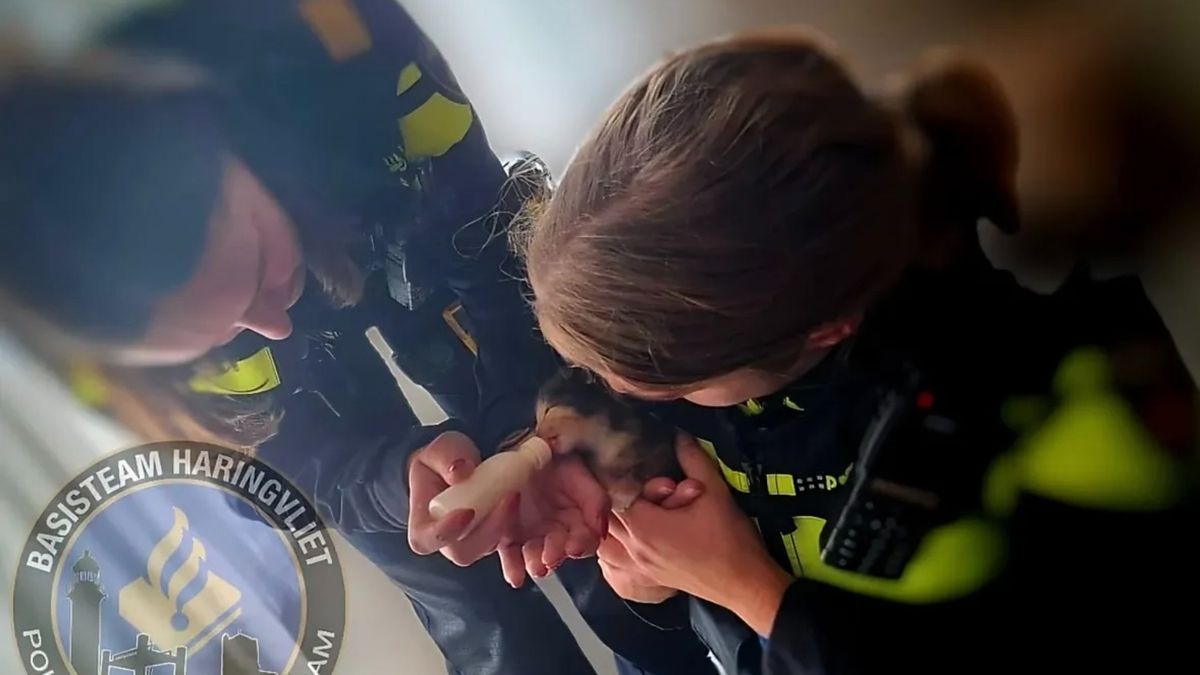 Politie haalt 17 kittens en 3 moederpoezen weg na verwaarlozing